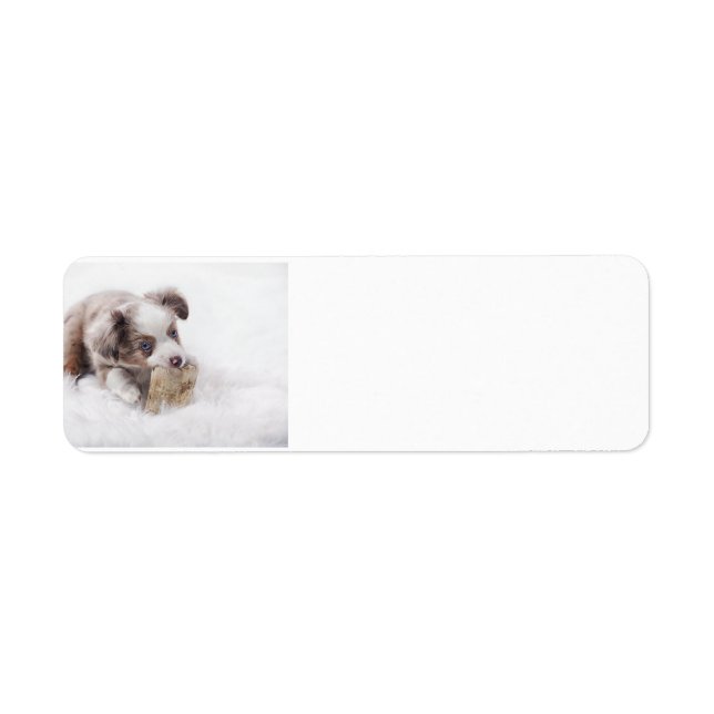 aussie red merle pup return address label (Front)
