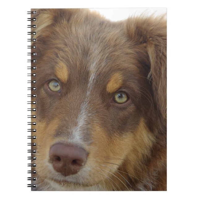 aussie red tri pup notebook (Front)
