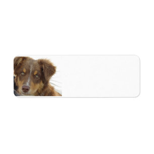 aussie red tri pup return address label