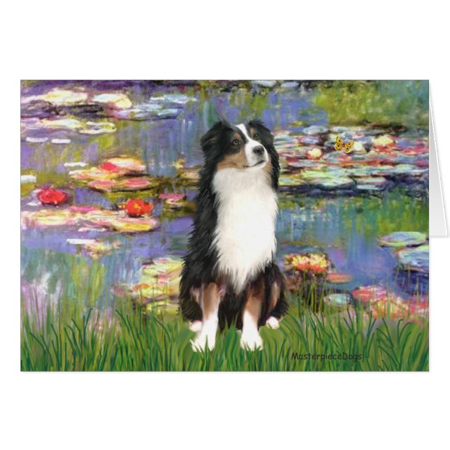 Aussie Shep 2 - Garden (Front Horizontal)
