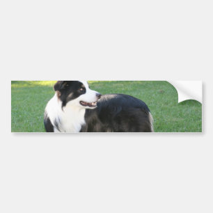Aussie Shepherd Bumper Stickers