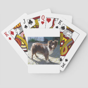 Aussie_Shepherd_Red tri full Playing Cards