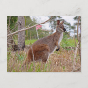 aussie wallaby postcard
