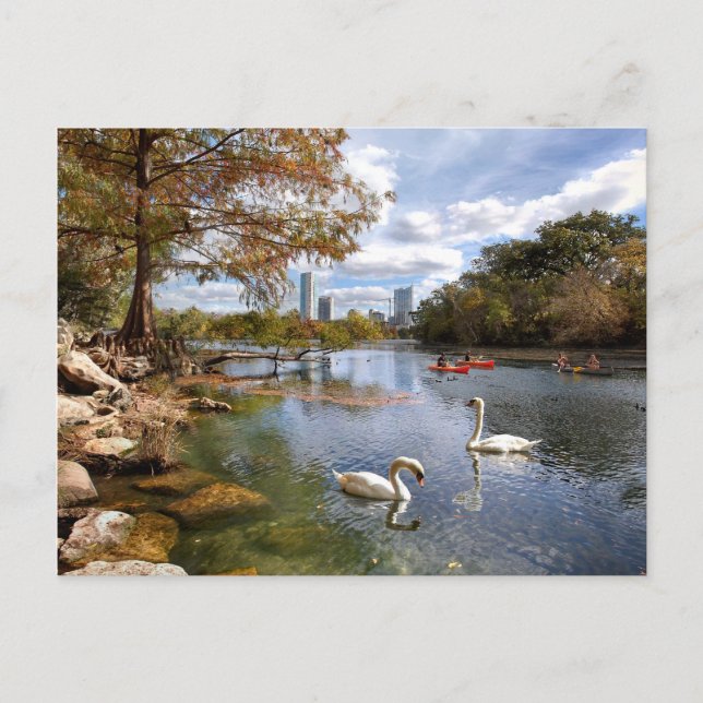 Austin, Texas Barton Creek / Ladybird Lake Swans Postcard (Front)