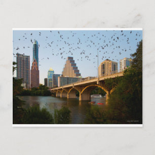 Austin, Texas Congress Bridge Bats Postcard