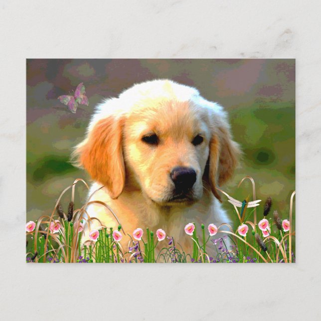 Austin The Golden Labrador Postcard (Front)