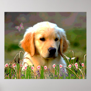 Austin The Golden Labrador Poster