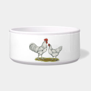 Austra White Chickens