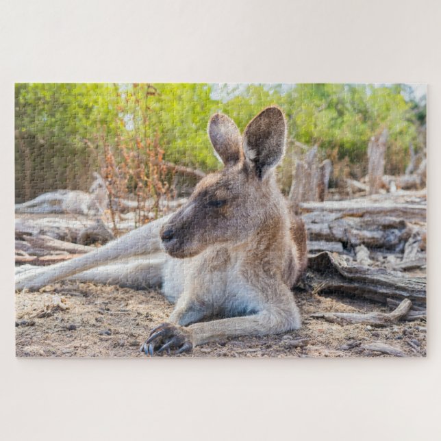 Austrailian Kangaroo Resting Jigsaw Puzzle (Horizontal)