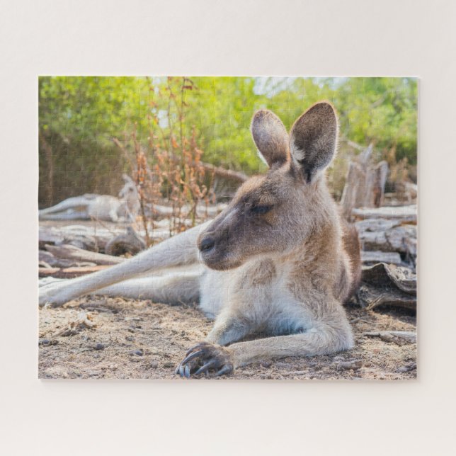 Austrailian Kangaroo Resting Jigsaw Puzzle (Horizontal)
