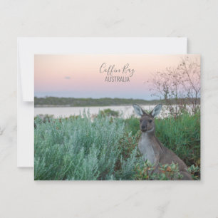 Australia Coffin Bay Kangaroo Sunset Photo Postcard
