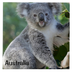 Australia: Cute cuddly Australian koala Ceramic Tile
