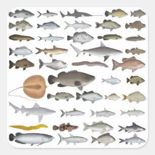 Australia Freshwater Fish Group Square Sticker