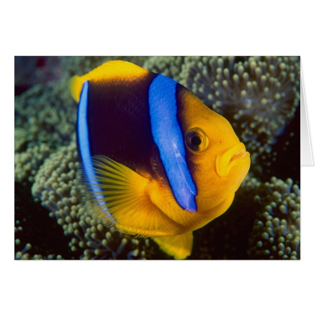 Australia, Great Barrier Reef, Anemonefish (Front Horizontal)