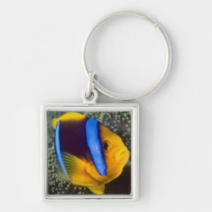 Australia, Great Barrier Reef, Anemonefish Key Ring