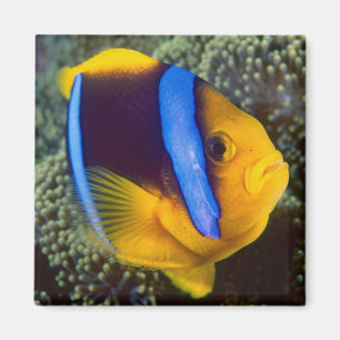 Australia, Great Barrier Reef, Anemonefish Magnet
