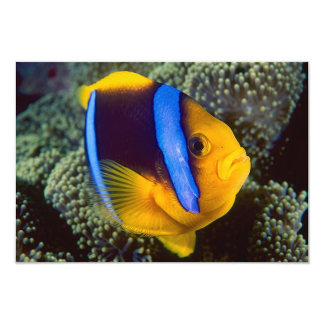 Australia, Great Barrier Reef, Anemonefish Photo Print (Front)