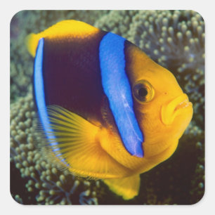 Australia, Great Barrier Reef, Anemonefish Square Sticker