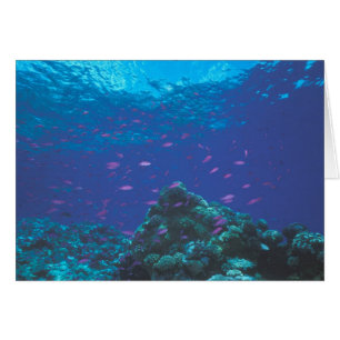 Australia, Great Barrier Reef. Swarming Purple