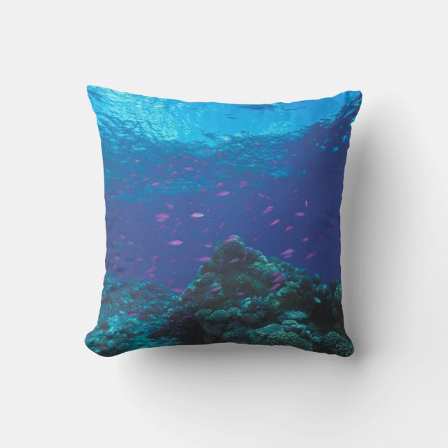 Australia, Great Barrier Reef. Swarming Purple Cushion (Front)