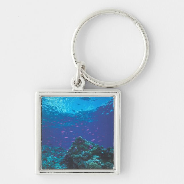 Australia, Great Barrier Reef. Swarming Purple Key Ring (Front)