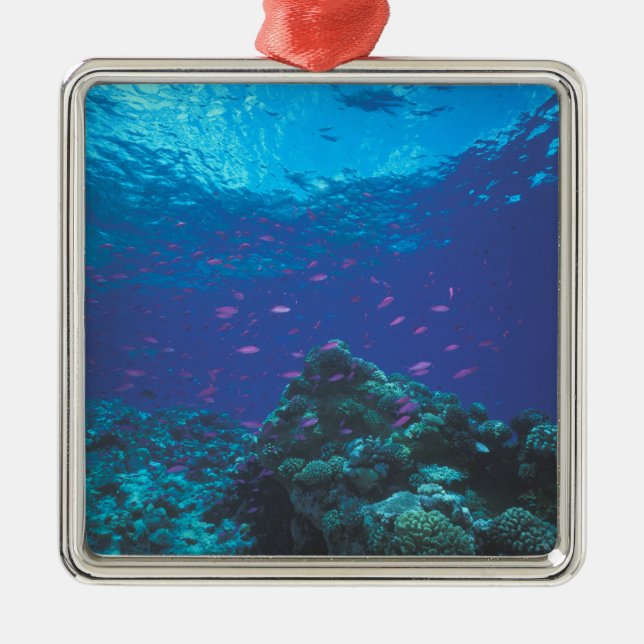 Australia, Great Barrier Reef. Swarming Purple Metal Tree Decoration (Front)