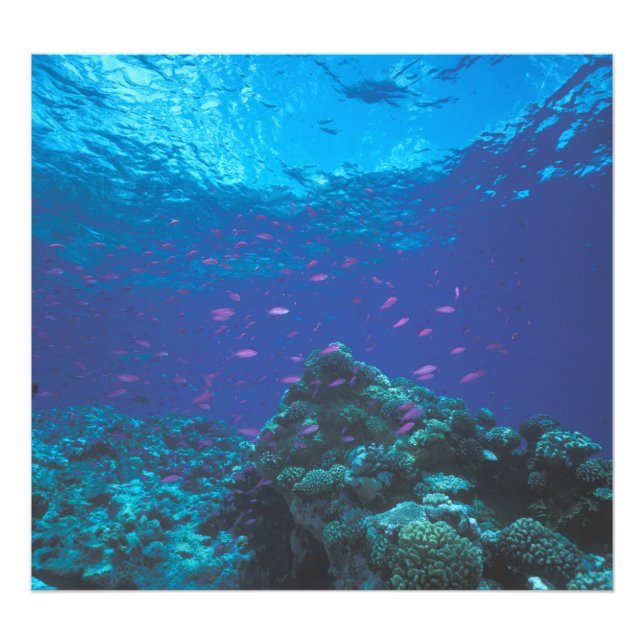 Australia, Great Barrier Reef. Swarming Purple Photo Print (Front)