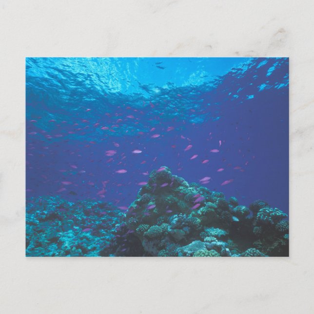 Australia, Great Barrier Reef. Swarming Purple Postcard (Front)