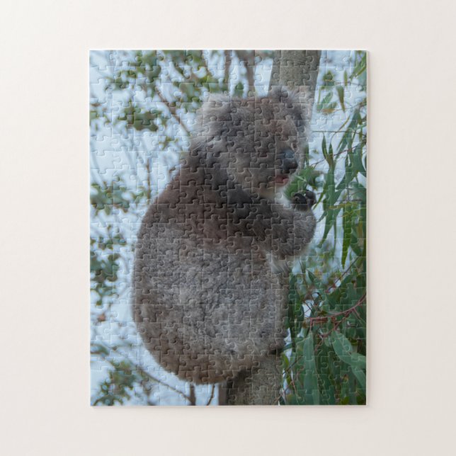 Australia Kangaroo Island Koala Tree, 252 pieces Jigsaw Puzzle (Vertical)
