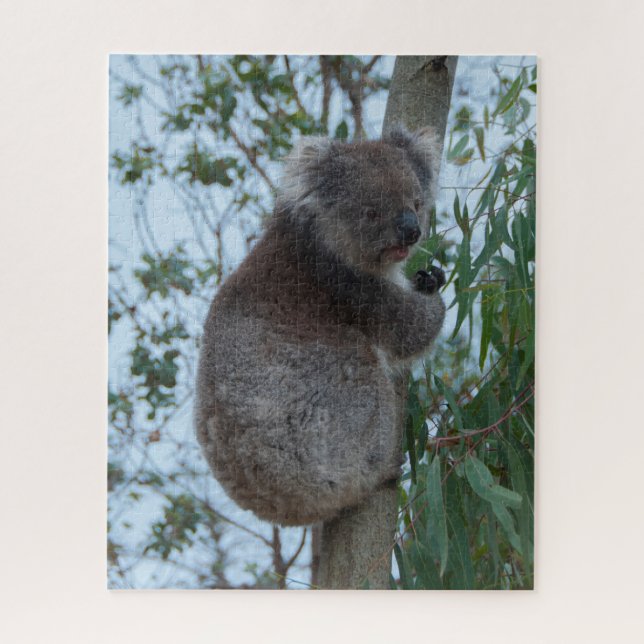 Australia Kangaroo Island Koala Tree, 520 pieces Jigsaw Puzzle (Vertical)