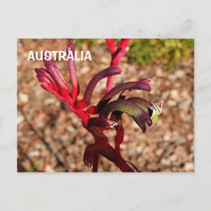 Australia: Kangaroo Paw flower in bloom 2 Postcard