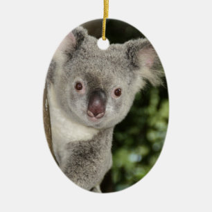Australia koala bear cute animal ceramic tree decoration