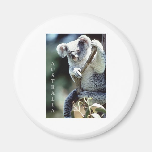 Australia Koala Bear Magnet (Front)