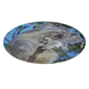 Australia, Koala Phasclarctos Cinereus) Cutting Board