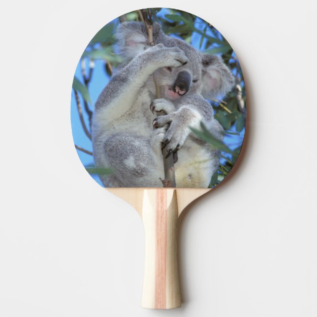 Australia, Koala Phasclarctos Cinereus) Ping Pong Paddle (Front)