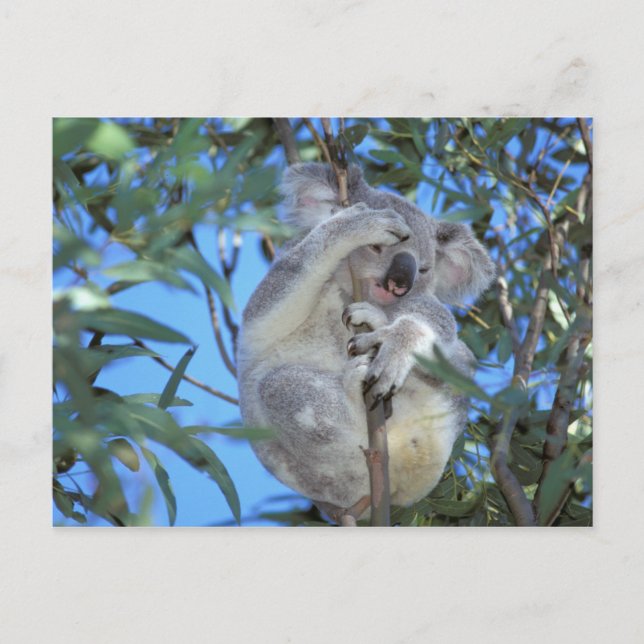 Australia, Koala Phasclarctos Cinereus) Postcard (Front)