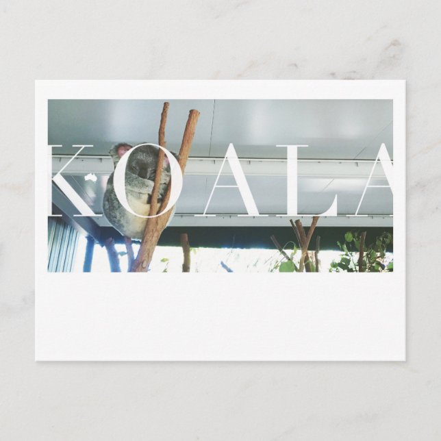 Australia Koala Post Card (Front)