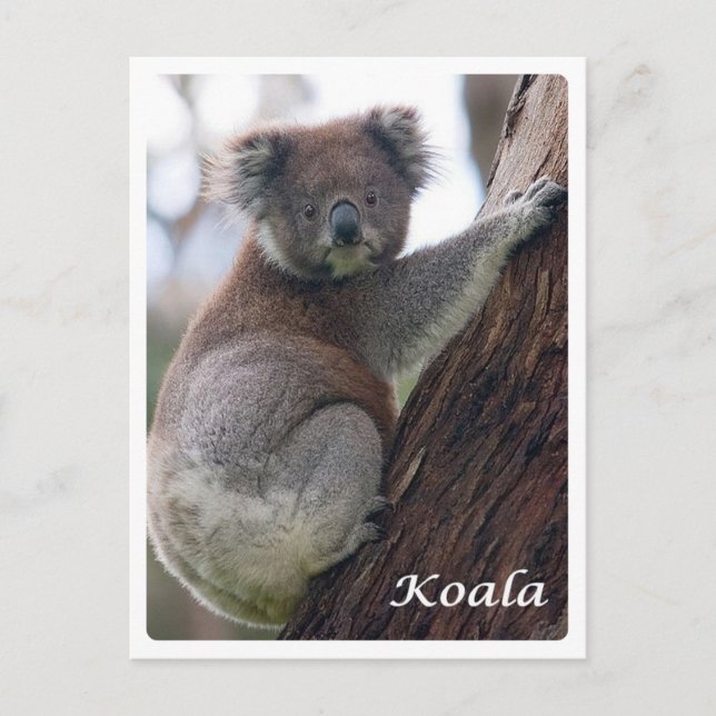 Australia -  Koala - Postcard (Front)