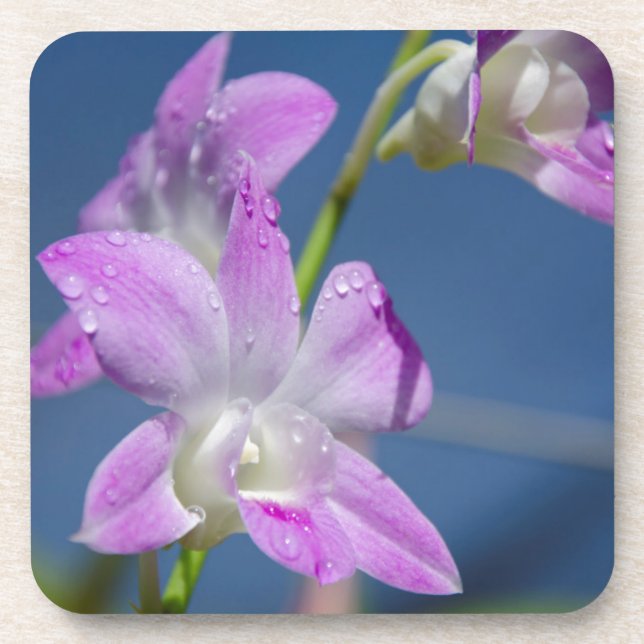 Australia, Northern Territory, Darwin Coaster (Front)