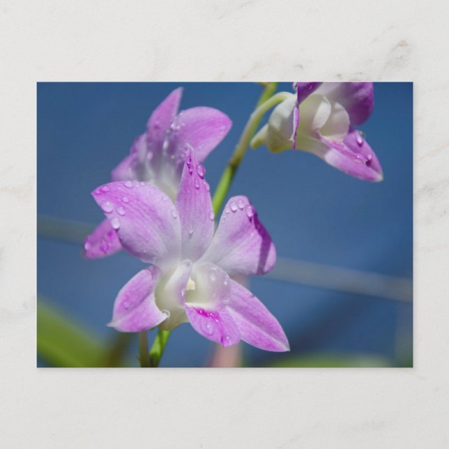 Australia, Northern Territory, Darwin Postcard (Front)