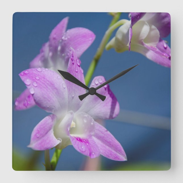 Australia, Northern Territory, Darwin Square Wall Clock (Front)