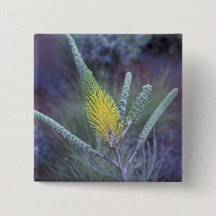 Australia, NT, near Ayers Rock. Springtime bloom 15 Cm Square Badge