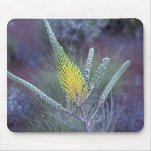 Australia, NT, near Ayers Rock. Springtime bloom Mouse Pad