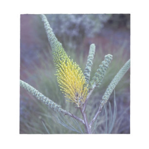 Australia, NT, near Ayers Rock. Springtime bloom Notepad