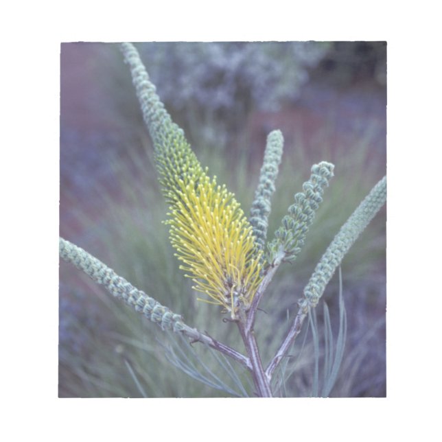 Australia, NT, near Ayers Rock. Springtime bloom Notepad (Front)