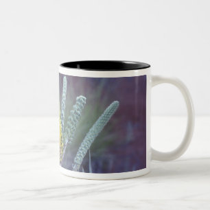 Australia, NT, near Ayers Rock. Springtime bloom Two-Tone Coffee Mug