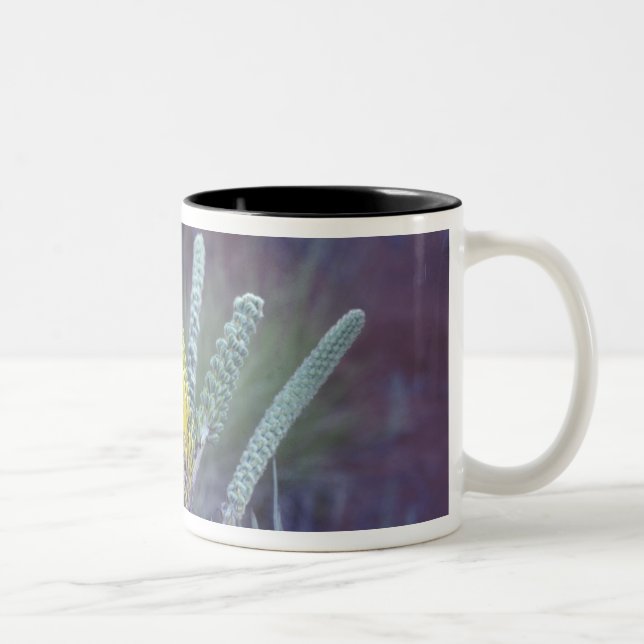 Australia, NT, near Ayers Rock. Springtime bloom Two-Tone Coffee Mug (Right)