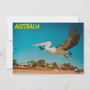 Australia pelican Card