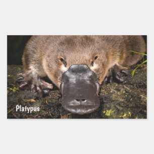 Australia Platypus Rectangular Sticker