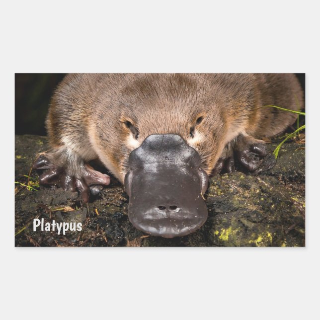 Australia Platypus Rectangular Sticker (Front)